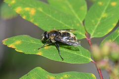 Sericomyia flagrans