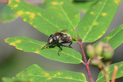 Sericomyia flagrans