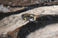 Sericomyia flagrans