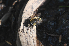 Sericomyia flagrans