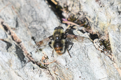 Sericomyia flagrans