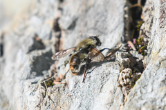 Sericomyia flagrans
