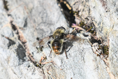 Sericomyia flagrans