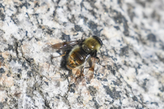 Sericomyia flagrans