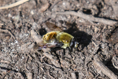 Sericomyia flagrans