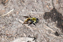 Sericomyia flagrans