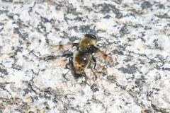 Sericomyia flagrans