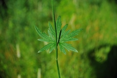 Ranunculus acris acris