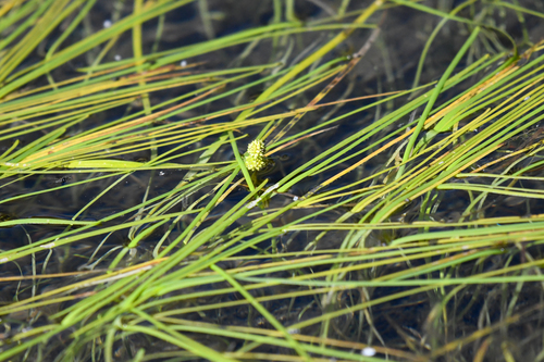 Sparganium hyperboreum iNat (1)