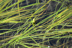 Sparganium hyperboreum