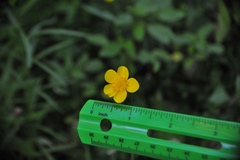 Ranunculus acris acris