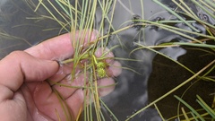 Sparganium hyperboreum