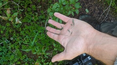 Vahlodea atropurpurea