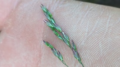 Vahlodea atropurpurea