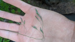 Vahlodea atropurpurea