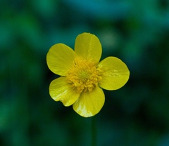 Ranunculus acris acris
