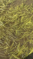 Sparganium hyperboreum