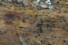 Craspedosomatidae