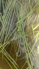 Sparganium hyperboreum