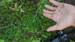 Vahlodea atropurpurea