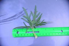 Ranunculus acris acris