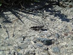 Oedipoda germanica meridionalis