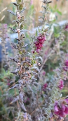 Odontites vulgaris