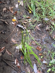 Xyris laxifolia