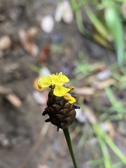 Xyris laxifolia