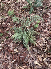 Athyrium niponicum