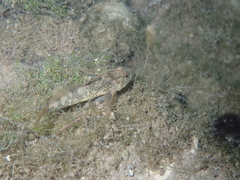 Cottus petiti