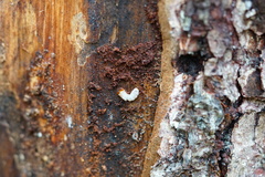 Dendroctonus