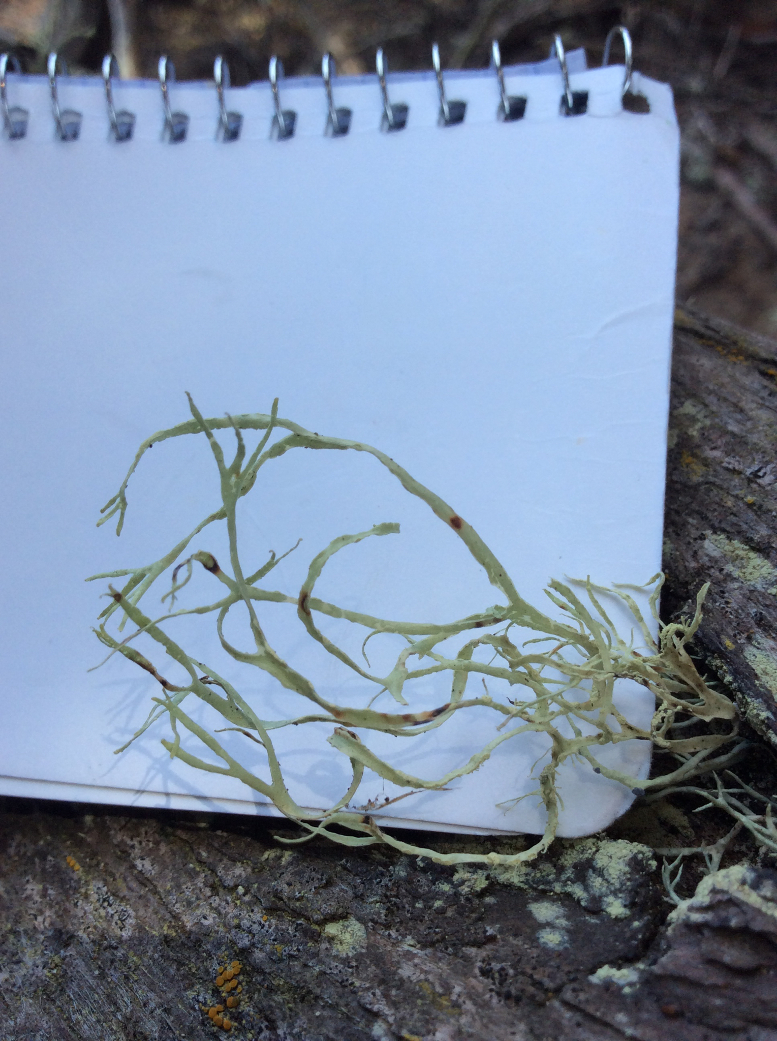 Ramalina farinacea image