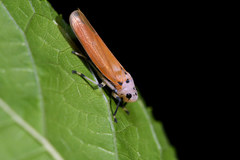 Bothrogonia ferruginea