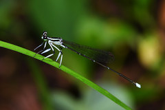 Pseudocopera ciliata