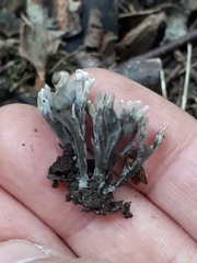 Thelephora anthocephala