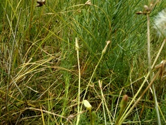 Scorzonera parviflora
