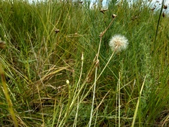 Scorzonera parviflora