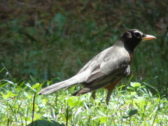 Turdus migratorius