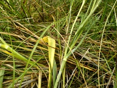 Scorzonera parviflora