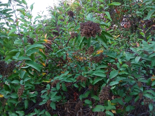 iNaturalist observation photo of laurel sumac