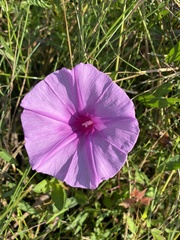 Ipomoea sagittata