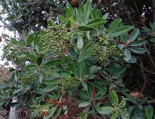 iNaturalist observation photo of Toyon