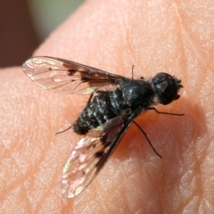 Anthrax trifasciatus