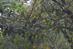 Pterorhinus mitratus major