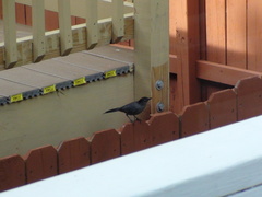 Dumetella carolinensis