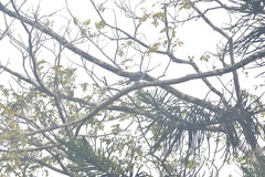 Coracina macei larutensis