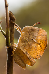 Teratodes monticollis