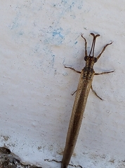 Creoleon lugdunensis