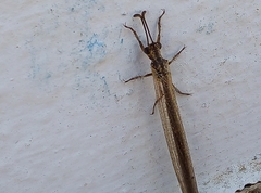 Creoleon lugdunensis